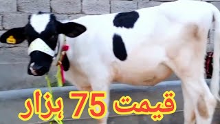 Mumtaz Khan Dairy Farm Attock  4 Friesian Jersey Heifers For Sale Today In Punjab Pakistan [upl. by Egiedan590]