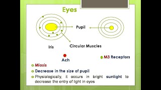 Cholinergic DrugsAcetylcholineParasympathomimeticsMuscarinic receptorDrugs of Autonomic Nervous [upl. by Anelad]