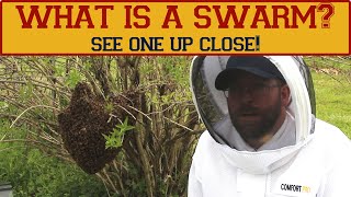 What is a honey bee swarm What does a swarm look like Learn what a swarm is and see one in action [upl. by Zurheide522]