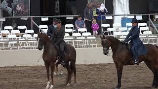 Scottsdale Arabian Horse Show 2023 Daniel Costa and Tap Out [upl. by Wardieu651]