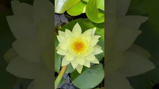 Nymphaea mexicana Mexican yellow water lily墨西哥黄金莲 [upl. by Adianes]