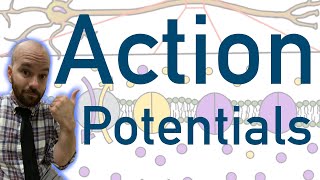 Action Potentials  Animated Explained Graphed [upl. by Noskcire969]