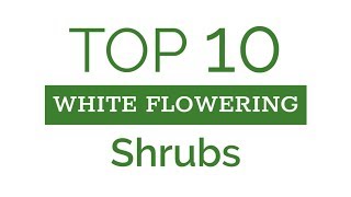 Top Ten White Flowering Shrubs [upl. by Canning620]