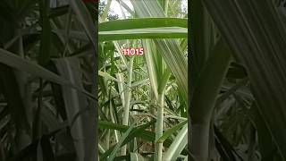 11015sugarcane varietyfarming viral video short [upl. by Anewor]