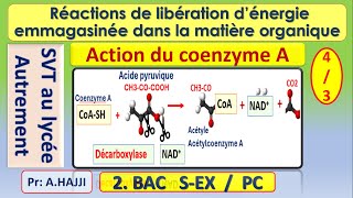 Acétylcoenzyme A Réactions métaboliques de libération de lénergie [upl. by Calmas]