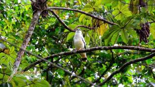 Birdwatching  Jacamar Tours [upl. by Swithin]