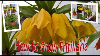 How to Grow Fritillaria [upl. by Farrel718]