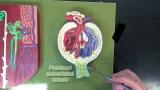 3 Part Kidney Model Part 3 – The Renal Corpuscle [upl. by Bettzel]