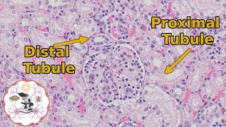 Kidney Histology  Proximal vs Distal Tubules  Urine for a Good Time [upl. by Yantruoc123]