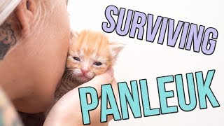 Fighting Panleukopenia a Deadly Cat Virus [upl. by Three]