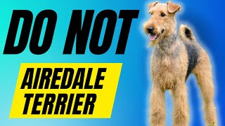 7 Reasons You SHOULD NOT Get a Airedale Terrier [upl. by Blanche959]