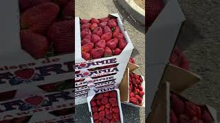 Los jemelos de guerrero ricas fresas 2323 mckee rd sanjose ca [upl. by Akoyn]