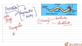 Eumerate locomotory organs or annelids [upl. by Tamis]