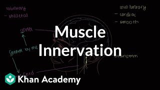 Muscle innervation  Muscularskeletal system physiology  NCLEXRN  Khan Academy [upl. by Elonore360]