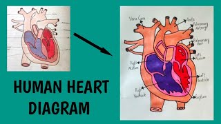 human heart diagram class 7 ncertclass 7 human heart diagram [upl. by Isleana228]