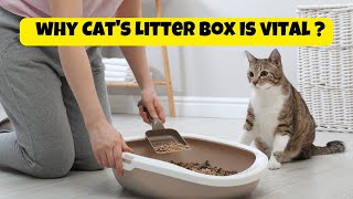 Keep Your Cats Litter Box Clean For Their Health And Yours  Why Cats Litter Box is Vital [upl. by Trelu]