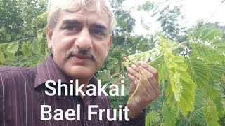 Part 15  Shikakai Senegalia rugata and Bael Fruit in my Farm house  Engineer Ka Bagh gardening [upl. by Edmund670]