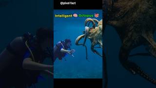 quotOctopuses The Three Hearted Geniusesquot 🐙🧠 shorts fact octopus animalfacts [upl. by Lraep]