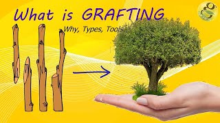 What is Grafting  MethodsTechniquesBenefits of Grafting  Grafting Tools [upl. by Oflodor]