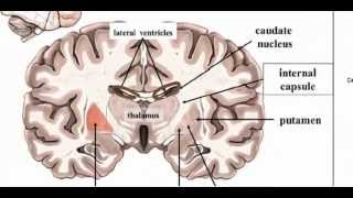 Basal Ganglia  Anatomy 1 [upl. by Petracca]