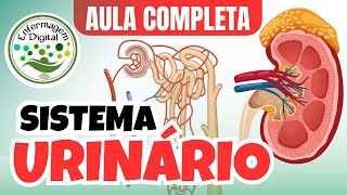 SISTEMA URINÁRIO  AULA COMPLETA [upl. by Ahsiken]