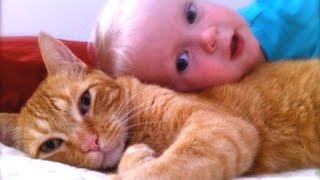 Cats Dogs And Adorable Babies Compilation NEW [upl. by Artamas]