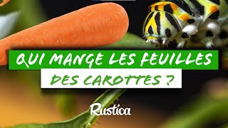 Carottes Dévorées  Attention Chenille 🐛 [upl. by Winna]