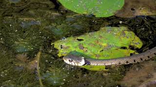 WHITE NECK SNAKE [upl. by Kelwin]