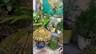 Winter season flowers full blooming 💐🤗plants gardenflowers viralvideo [upl. by Maram]