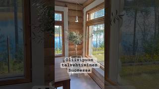 Oliivipuun talvehtiminen Suomessa puutarha oliivipuu oliivipuuntalvehtiminen kasvivalo [upl. by Henson12]