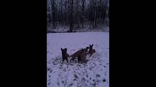 Belgian shepherd Malinois [upl. by Bysshe]