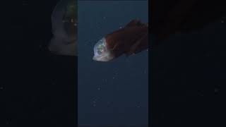 Barreleye Fish 🐟 trending facts wildlife nature extinct rareanimals fish youtubeshorts [upl. by Dimond]