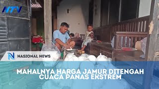 MAHALNYA HARGA JAMUR DITENGAH CUACA PANAS EKSTREM [upl. by Retsev]