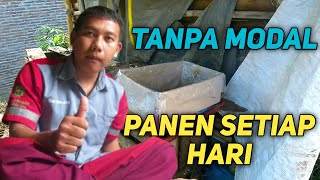 Tanpa modal budidaya ini bisa setiap hari panen  Vlog kang dul [upl. by Winfrid]