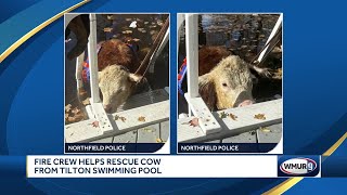 Calf rescued from swimming pool in Northfield [upl. by Hamal]