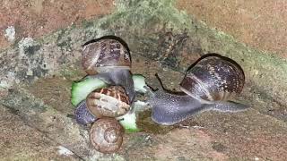 SNAILS vs Cucumber timelapse [upl. by Quigley]