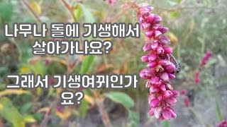 기생 여뀌 Reddish marsh smartweed 왜 향여뀌라고 부릅니까 여뀌가 나무와 돌에서 기생해서 살아가나요 마디풀과 한해살이풀 한국의 여뀌 종류입니다 [upl. by Ahrendt]