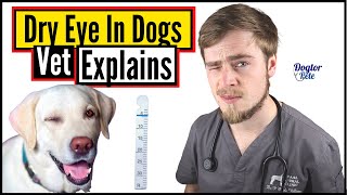 How To Save And Treat A Dog Suffering From Dry Eye You NEED To Do This  Vet Explains [upl. by Iatnahs]