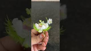 Stinking passionflower howbeautiful 😍viralshort viralvideo [upl. by Jarvey]