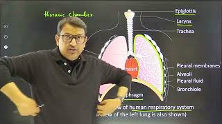 Diagrammatic view of human respiratory system sectional view of the left lung is also shown [upl. by Adiene119]