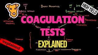 BLOOD COAGULATION TESTS EXPLAINED The mechanism of PT PTT BLEEDING TIME INR [upl. by Kauslick205]