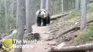 Australian hikers Encounter MASSIVE Grizzly Bear in Alberta Forest [upl. by Beeck704]