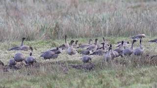 Pink footed Geese [upl. by Elocaj]