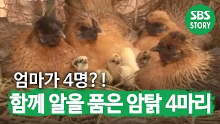 SUB 태어나 보니 엄마가 4명 ‘암탉 4마리’가 낳은 병아리 TV동물농장 AnimalFarm SBSstory [upl. by Arba151]