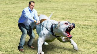 Esses Cachorros São Proibidos em Todo o Mundo [upl. by Elyssa]