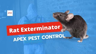 Rat Exterminator  How to Get Rid of a Rat Infestation  Apex Pest Control [upl. by Tierell]