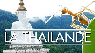 La Thaïlande  le royaume des fermes dinsectes  LCM 3 [upl. by Leeke]