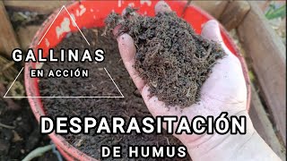 Desparasitación de Humus de lombriz [upl. by Babette]