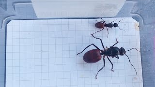 Camponotus CA02 USA vs Dinomyrmex gigas Singapore 19012024 [upl. by Alejna]