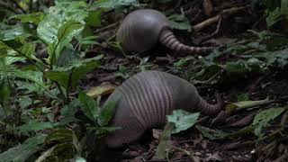 The Nine Banded LongNosed Armadillo [upl. by Bergstein]